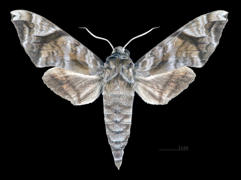 Acosmeryx castanea MHNT CUT 2010 0 171 Ohsugidani Honguh Wakayama male dorsal