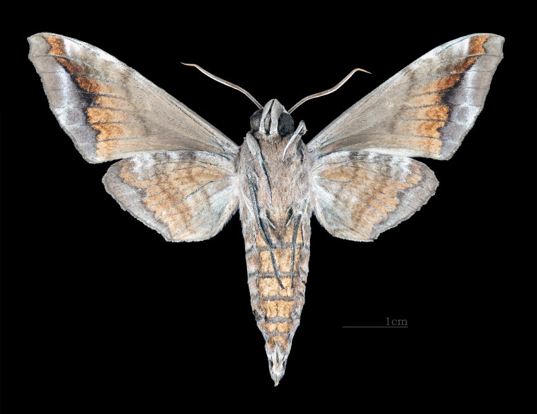 Acosmeryx castanea MHNT CUT 2010 0 171 Ohsugidani Honguh Wakayama male ventral