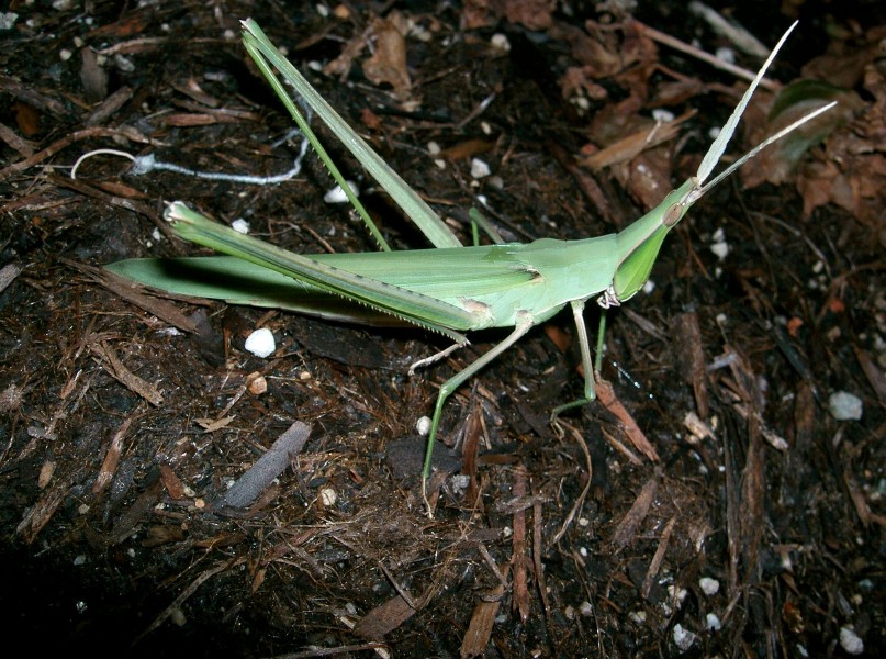 Acrida cinerea1