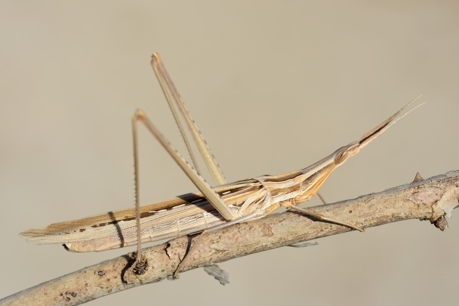 Acrida hungarica (22322296261)