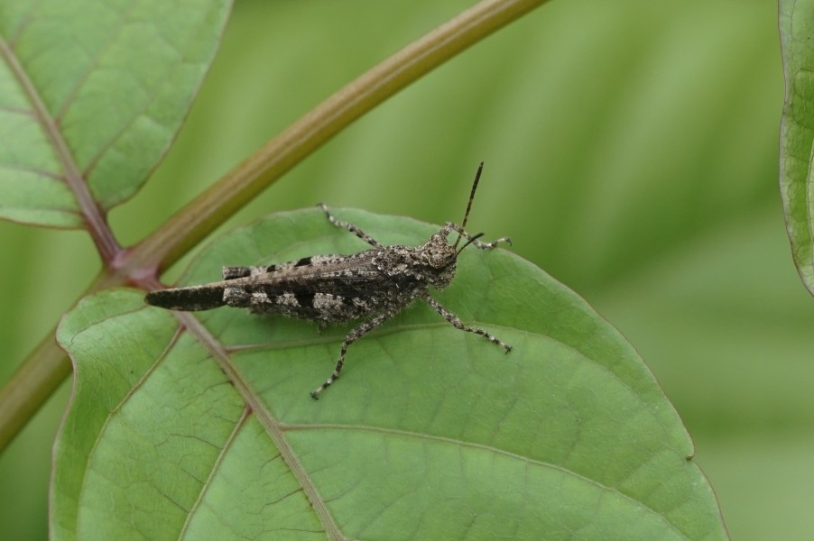 Acrididae 6208
