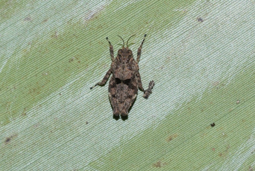 Acrididae 7205