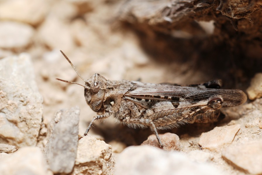 Acrotylus sp. (5012298481)