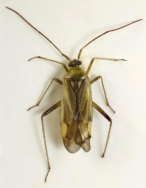 Adelphocoris lineolatus, Minera, North Wales, July 2017 (37639959322)