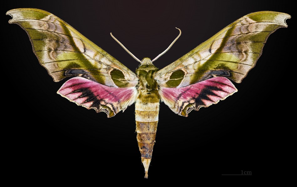 Adhemarius donysa MHNT CUT 2010 0 31 La Esperanza Oaxaca Mexico male dorsal