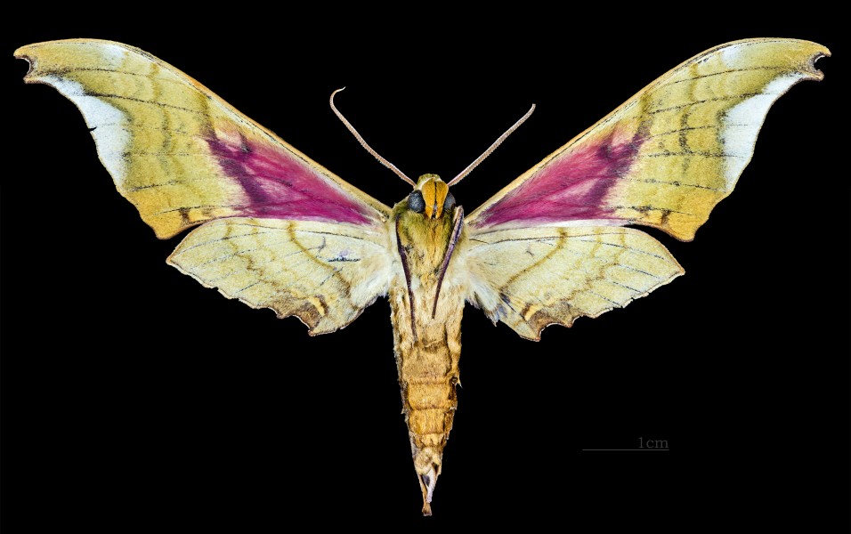 Adhemarius donysa MHNT CUT 2010 0 31 La Esperanza Oaxaca Mexico male ventral