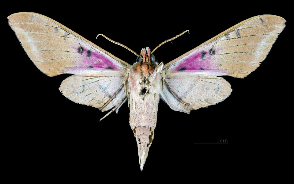 Adhemarius gannascus cubanus MHNT CUT 2010 0 88 Arroyo Bermejo La Habana Cuba - male ventral