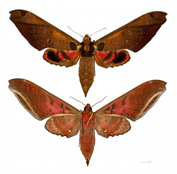 Adhemarius ypsilon MHNT femelle