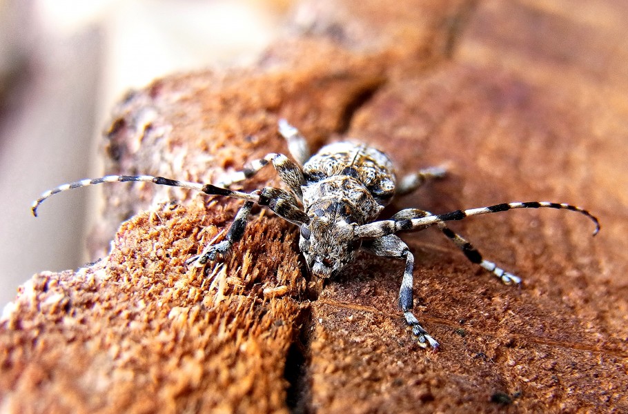 Aegomorphus clavipes up2