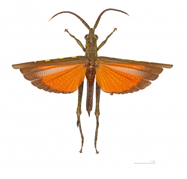 Aeolacris caternaulti MHNT dos