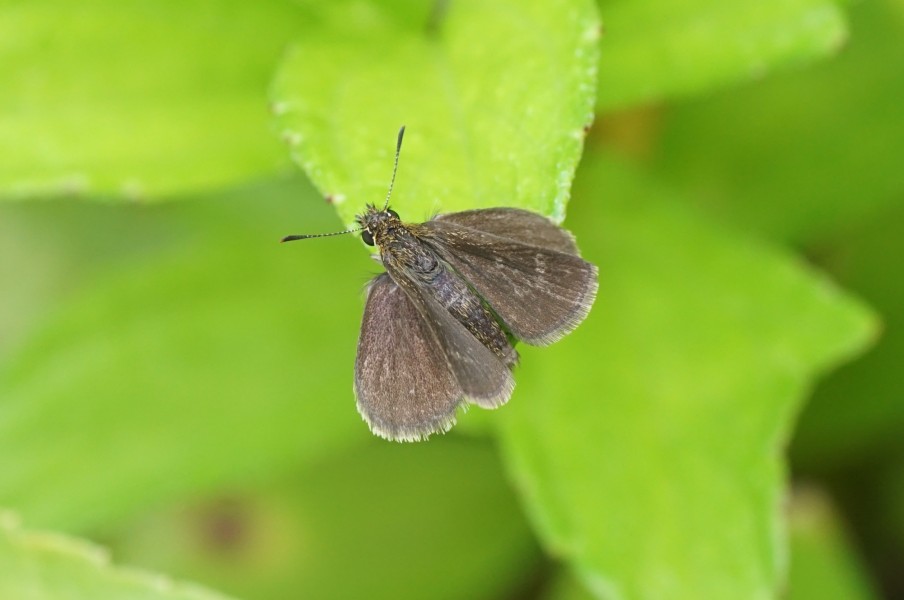 Aeromachus pygmaeus 01878