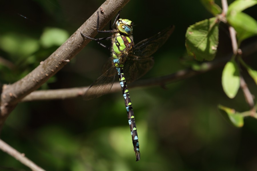Aeshna cyanea - Niederösterreich 3
