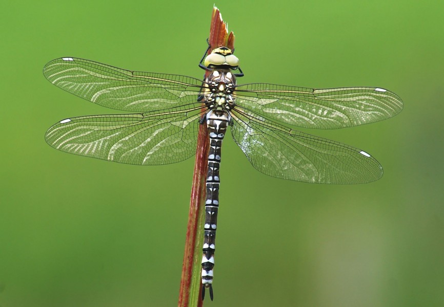 Aeshna cyanea female 3