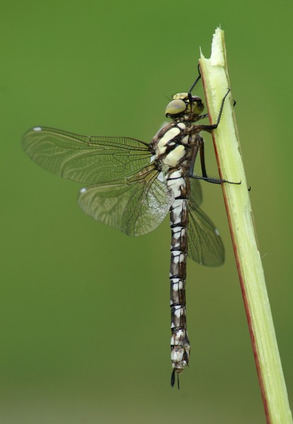 Aeshna cyanea female 5