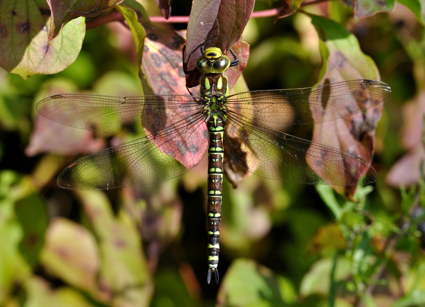 Aeshna cyanea qtl1