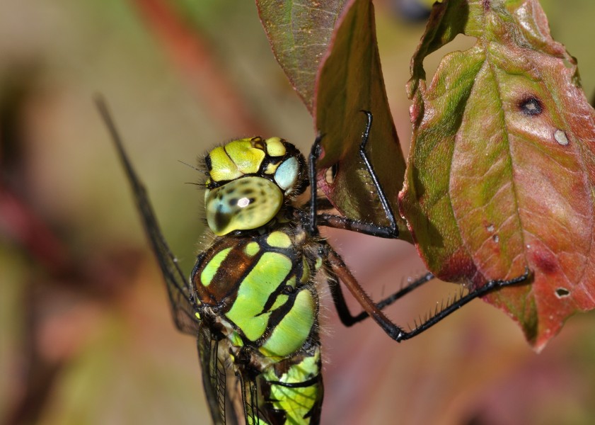 Aeshna cyanea qtl5