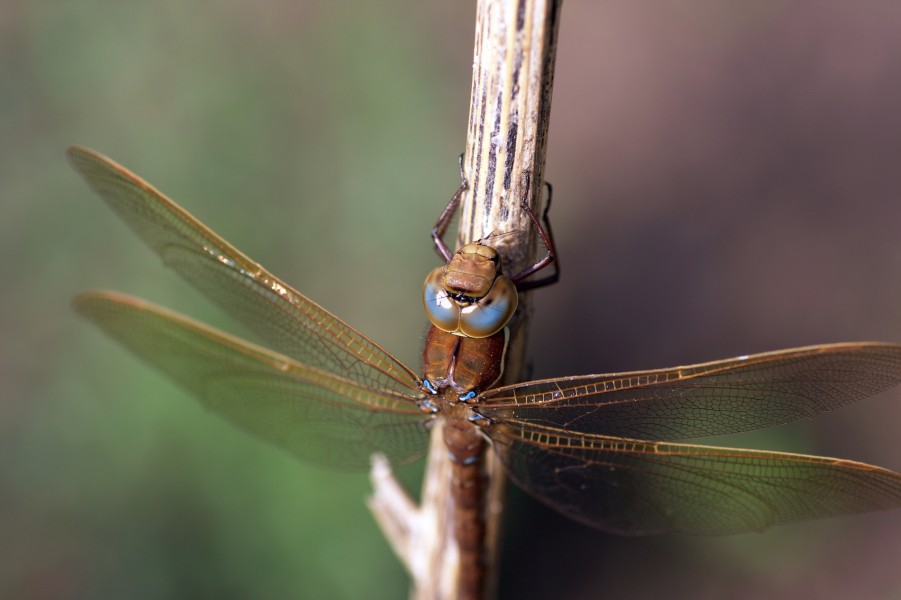 Aeshna grandis Pruun-tondihobu 01 estonia