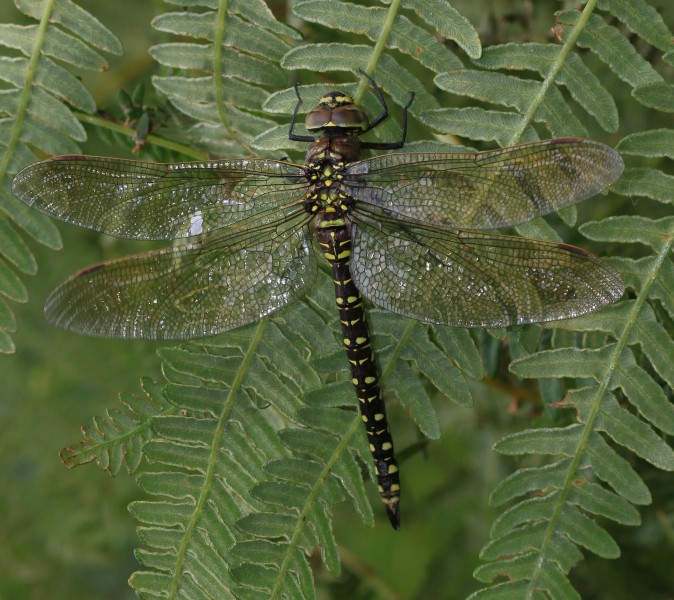 Aeshna juncea (Common Hawker) - female - Flickr - S. Rae