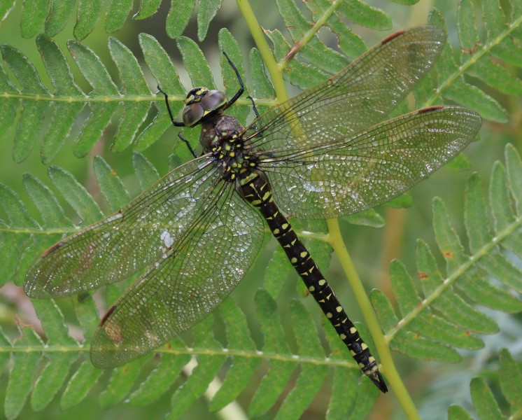 Aeshna juncea (Common Hawker) - female - Flickr - S. Rae (1)