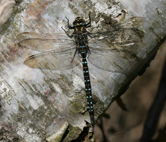 Aeshna juncea (Common Hawker) - male - Flickr - S. Rae