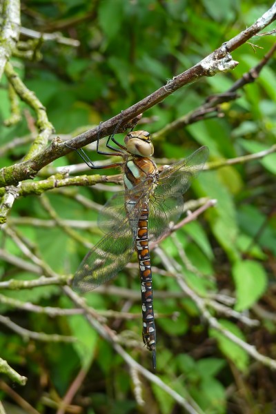 Aeshna mixta an Ast