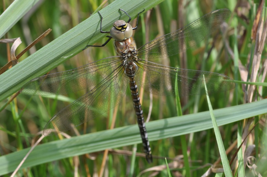Aeshna mixta f1