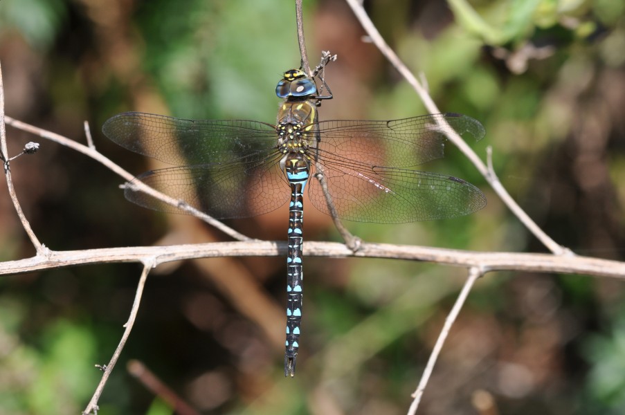 Aeshna mixta m1