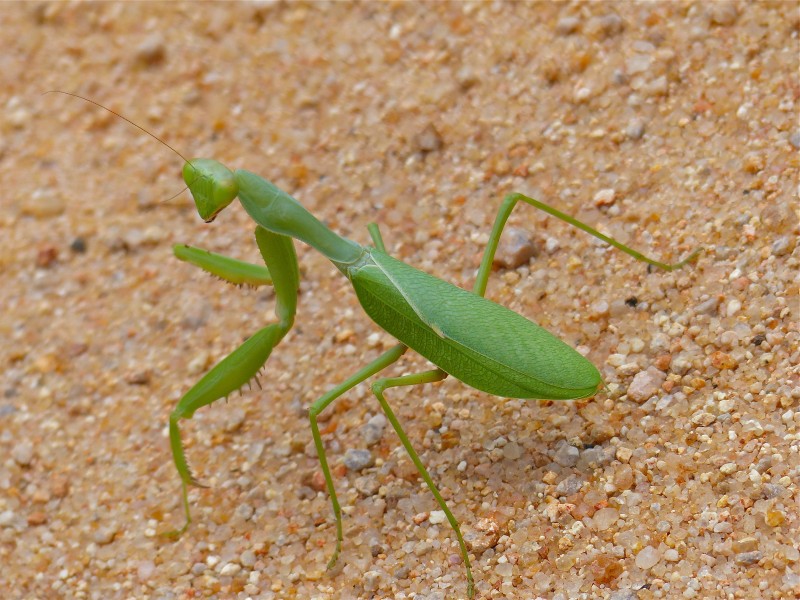 African Green Mantis (Sphodromantis gastrica) (14051620003)