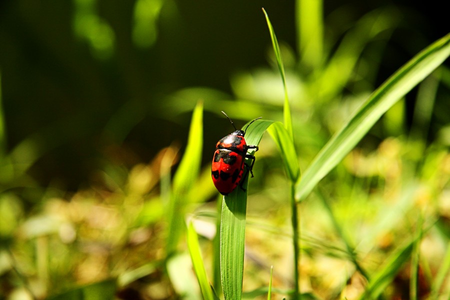 African Ladybug