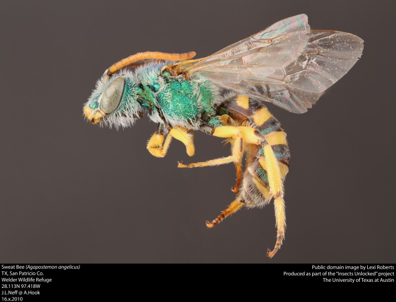 Agapostemon angelicus (36690556633)