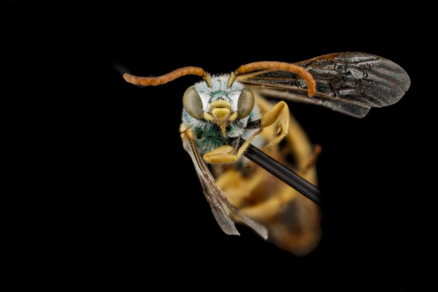 Agapostemon angelicus, M, face, Pennington County, SD 2012-11-13-10.39.30 ZS PMax (8201403550)