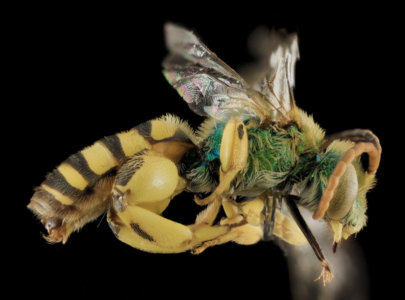 Agapostemon femoratus,M, Side, White Pine Co,NV 2013-12-12-14.50.33 ZS PMax