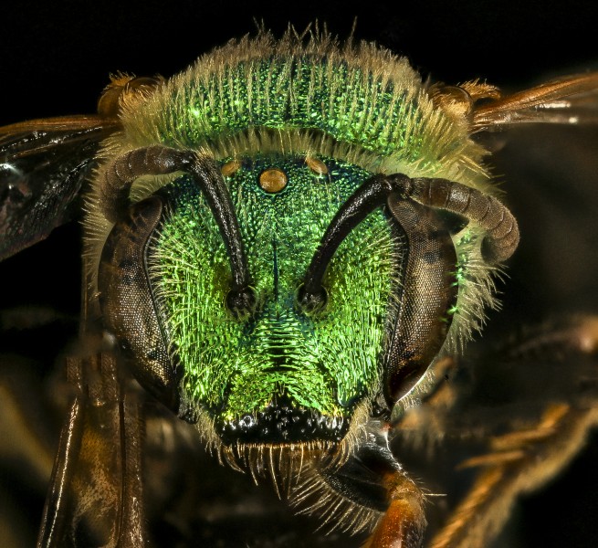 Agapostemon sericeus, f, face, Pr. George's Co., MD 2016-10-20-13.42 (30370911082)