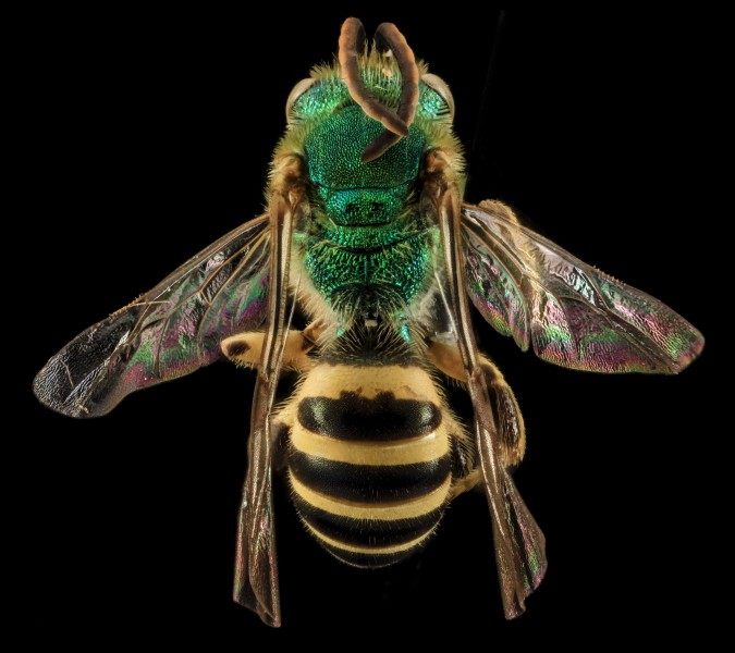 Agapostemon sericeus, M, back, Pr. Georges Co., Maryland 2014-01-20-13.16