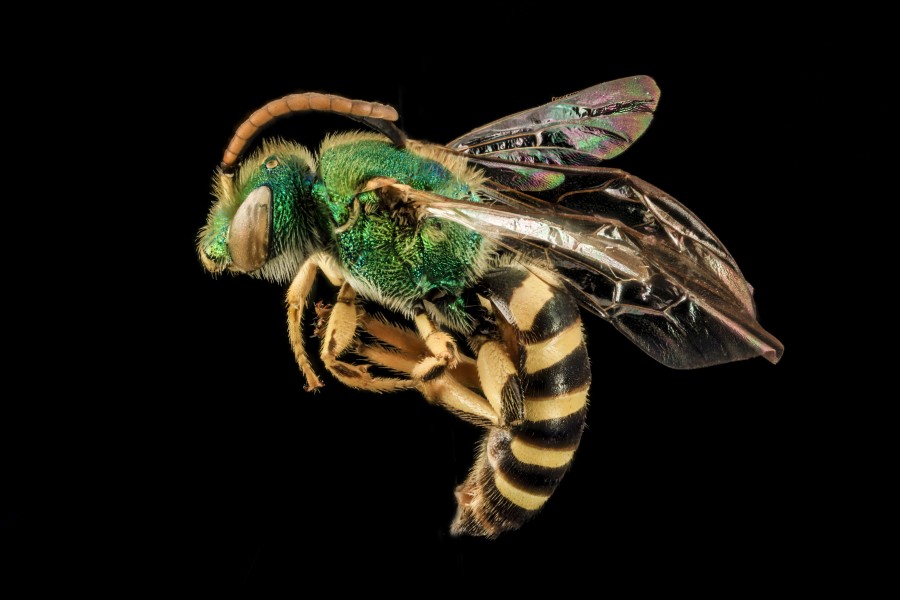 Agapostemon sericeus, M, side, Pr. Georges Co., Maryland 2014-01-20-13.32.29 ZS PMax