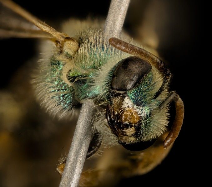 Agapostemon texanus.angelicus, gynandromorph, NM, Hidalgo co, face (27693194896)