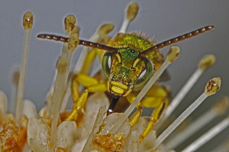 Agapostemon virescens? - Leesylvania State Park, Va