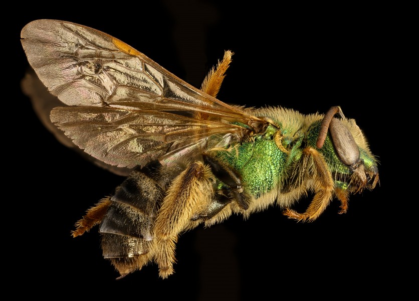 Agapostemon virescens, f, right side, Caroline CO. MD 2016-04-15-17.09 (26943520265)