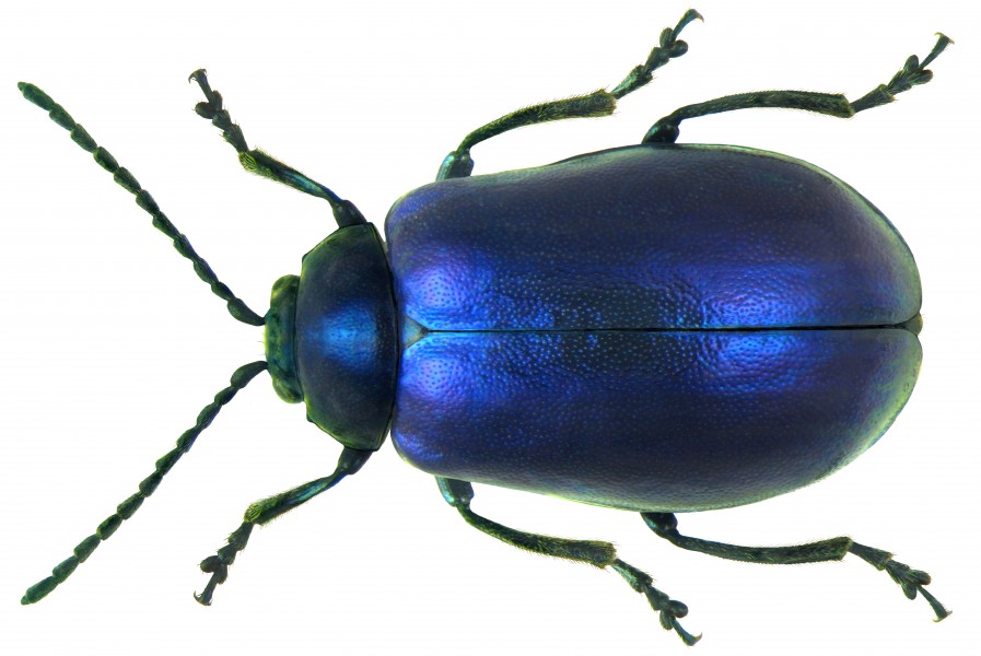 Agelastica alni (Linné, 1758) (5598488922) (2)