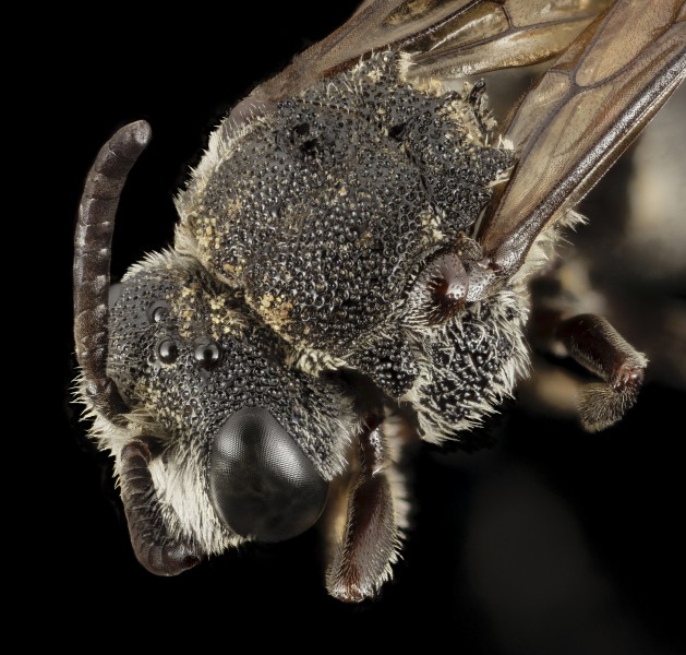 Aglaoapis tridentata, f, back 2014-11-01-22.55.27 ZS PMax (15616407088)