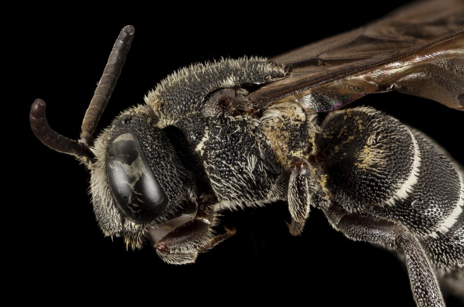 Aglaoapis tridentata, f,face2 2014-11-01-23.15.36 ZS PMax (15801817805)