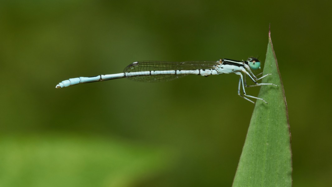 Agriocnemis pieris-Kadavoor-2016-11-26-001