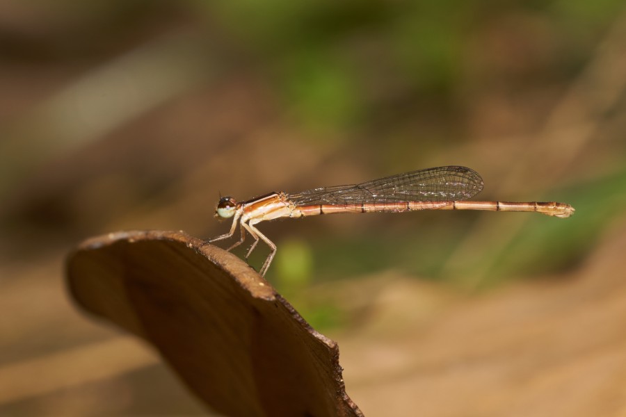 Agriocnemis splendidissima-Kadavoor-2016-09-11-002