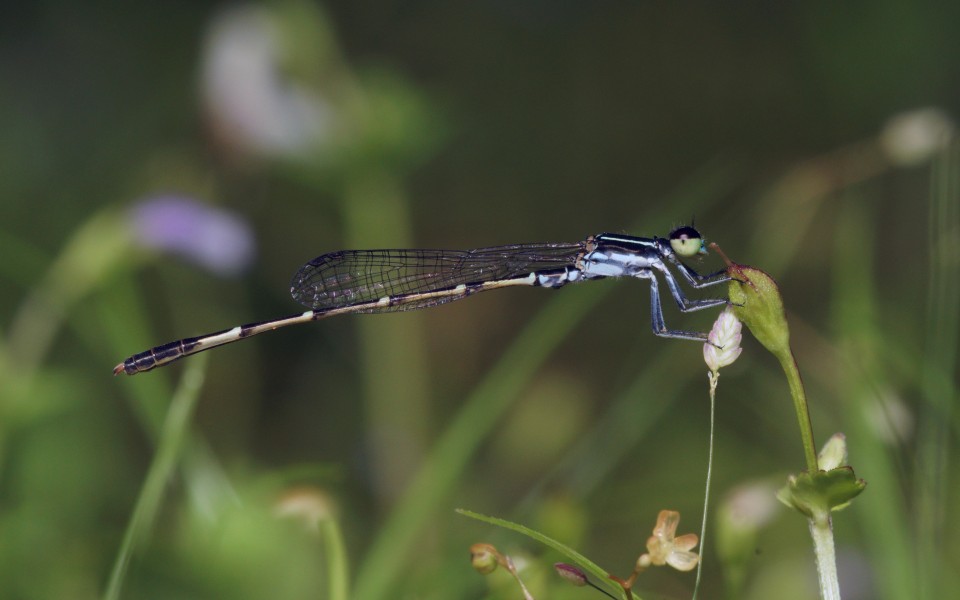 Agriocnemis splendidissima-Kadavoor-2017-08-04-001
