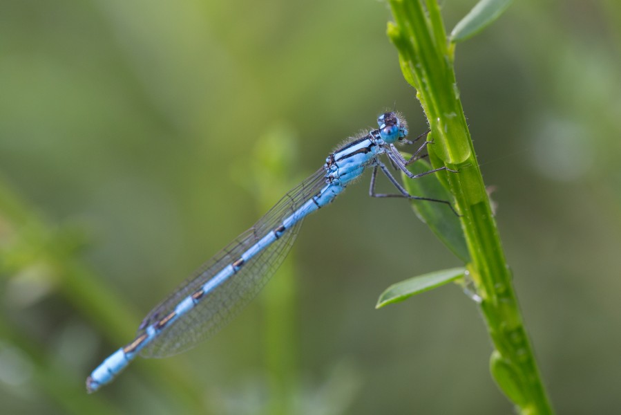 Agrion Tourbière 1