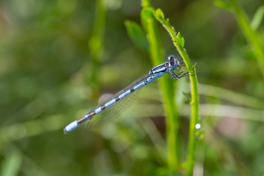 Agrion Tourbière 2