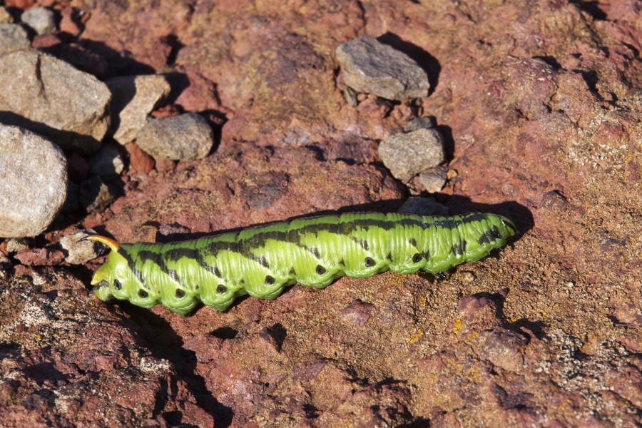 Agrius convolvuli LC0286