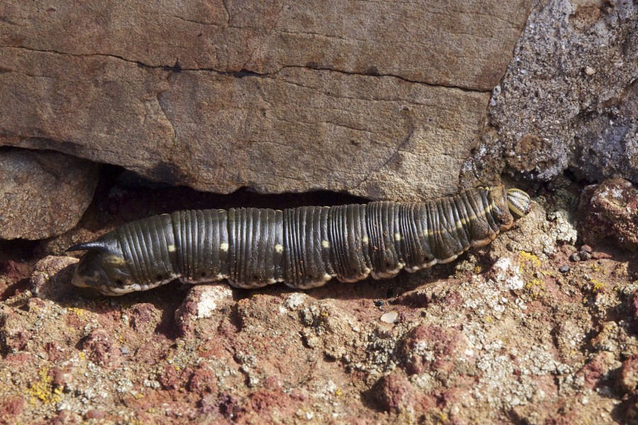 Agrius convolvuli LC0287