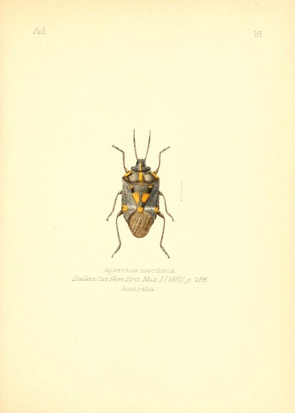 Aid to the identification of insects (Plate 16) (6026373110)