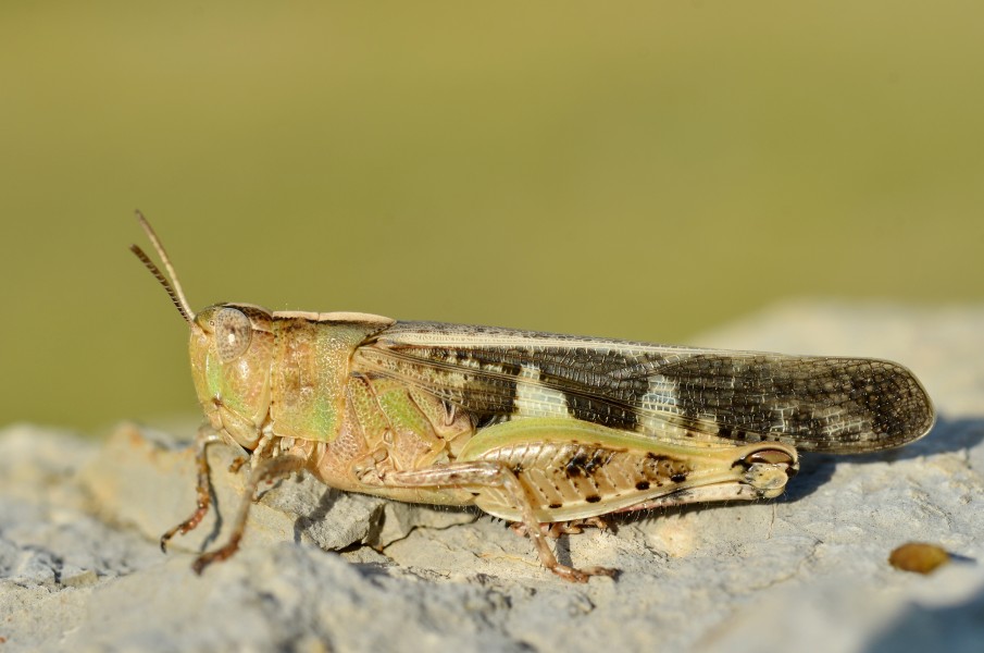 Aiolopus sterpens female (7973670734)